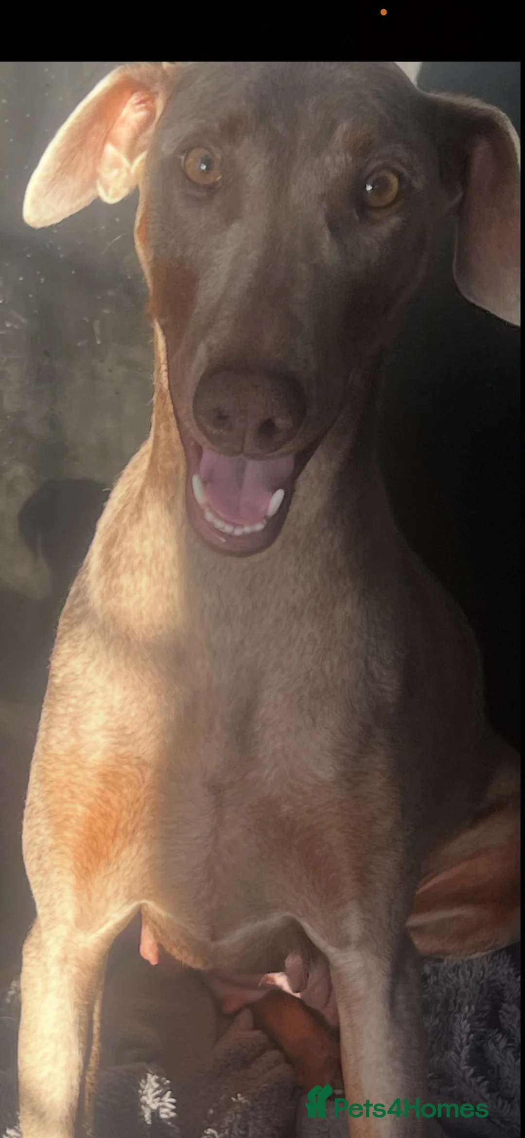 Dobermann dogs for sale: OUTSTANDING ISOBELLA DOBERMANN PUPPY  - Advert 2