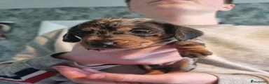 Miniature Dachshund Puppy 3