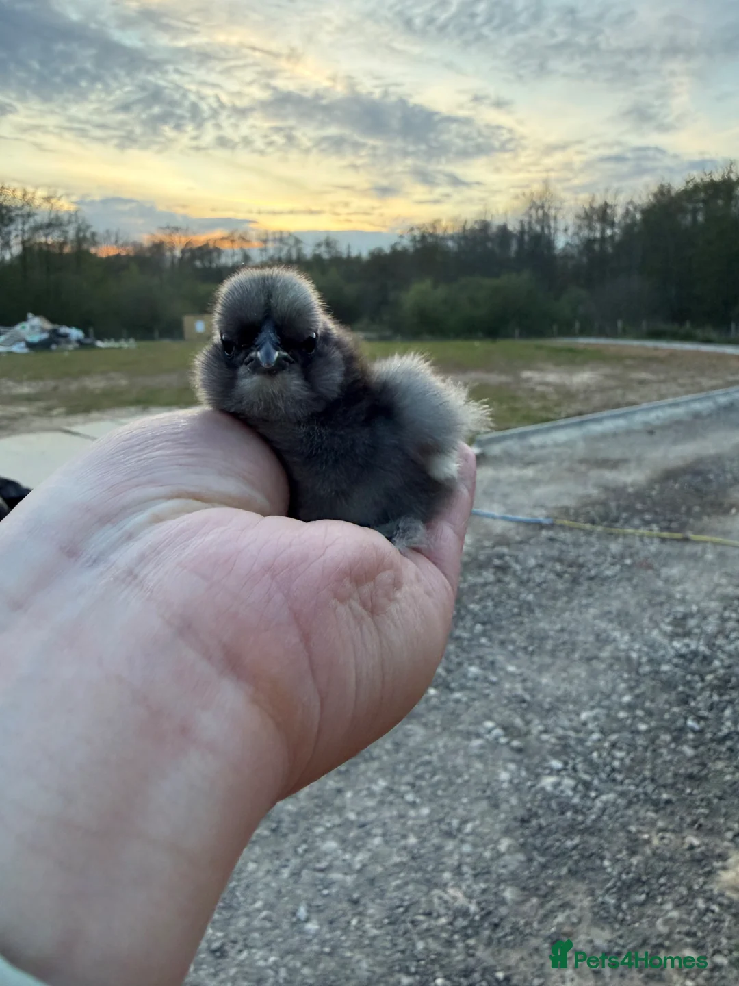 Chickens poultry for sale: UNSEXED SILKIE CHICKS - Advert 2