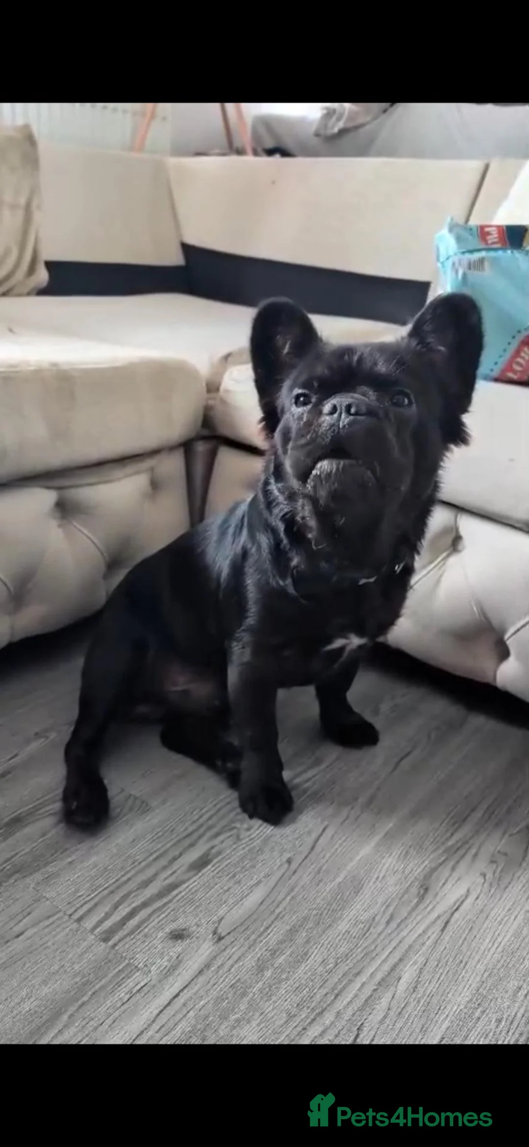 French Bulldog dogs for stud: Fluffy French Bulldog in Gravesend - Advert 2