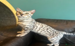 Bengal cats for sale: Unbelievably friendly TICA reg kittens  - Image 35