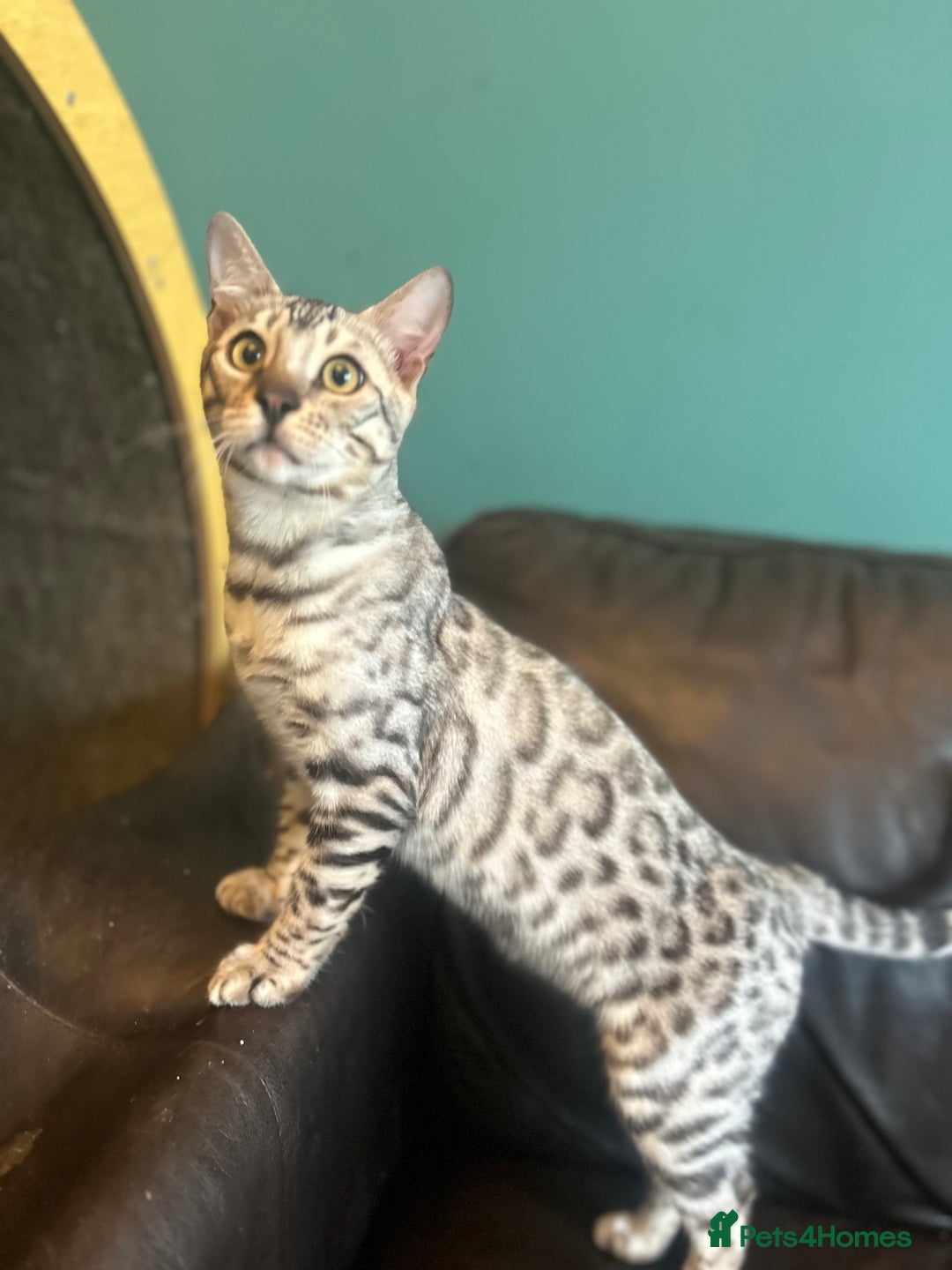 Bengal cats for sale: Unbelievably friendly TICA reg kittens  - Image 35