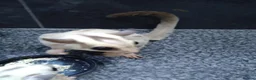 Sugar Glider rodents for sale: Stunning platinum pair with baby and set up  - Advert 2