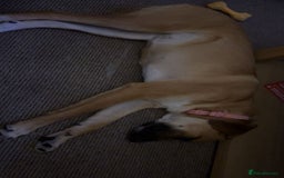 Mixed Breed dogs for sale: Baby looking for loving home  - Image 9