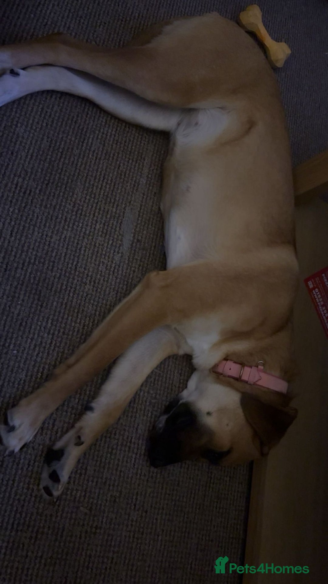 Mixed Breed dogs for sale: Baby looking for loving home  - Image 9