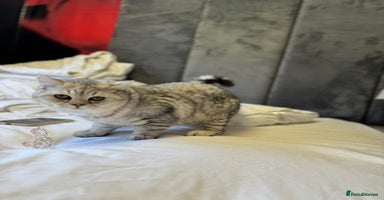 British Shorthair cats - Advert 7