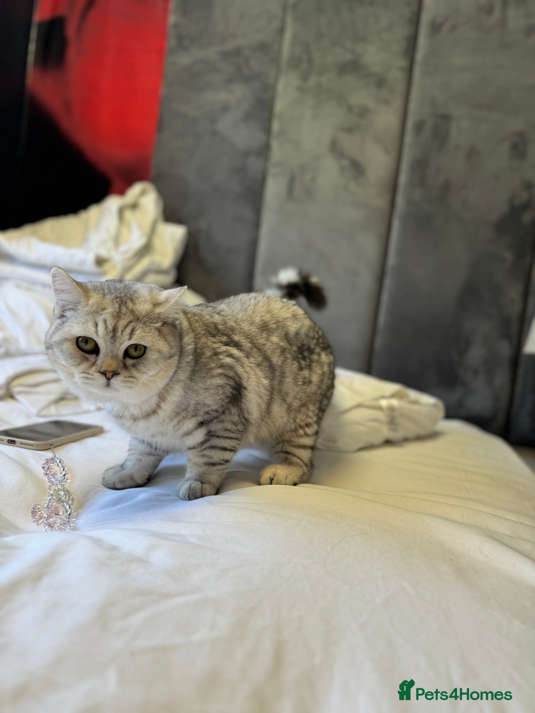 British Shorthair cats for sale: BSH kitten classic & chinchilla bloodline - Image 3