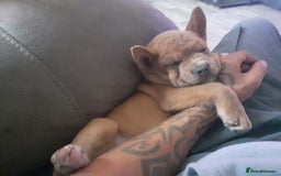 Mixed Breed dogs for sale: French bulldog X - Image 9