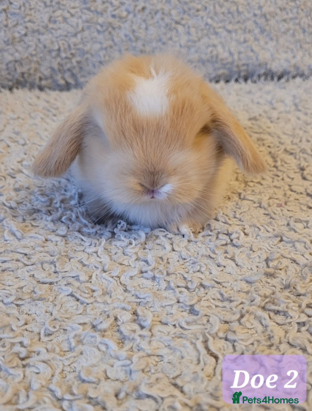 Mini Lop rabbits for sale: Beautiful mini lop bunnies & Adult available  - Advert 11