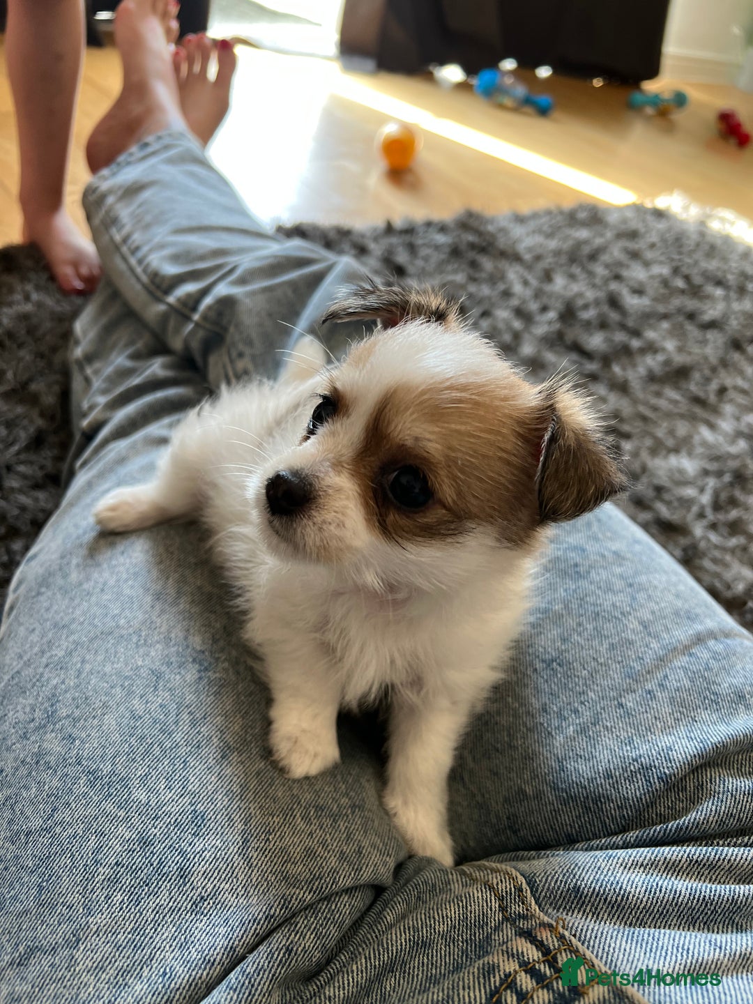 Pomchi dogs for sale: Beautiful Male pomchi pup - Image 5