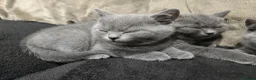 British Shorthair cats for sale: British Shorthair kittens READY NOW - Advert 3