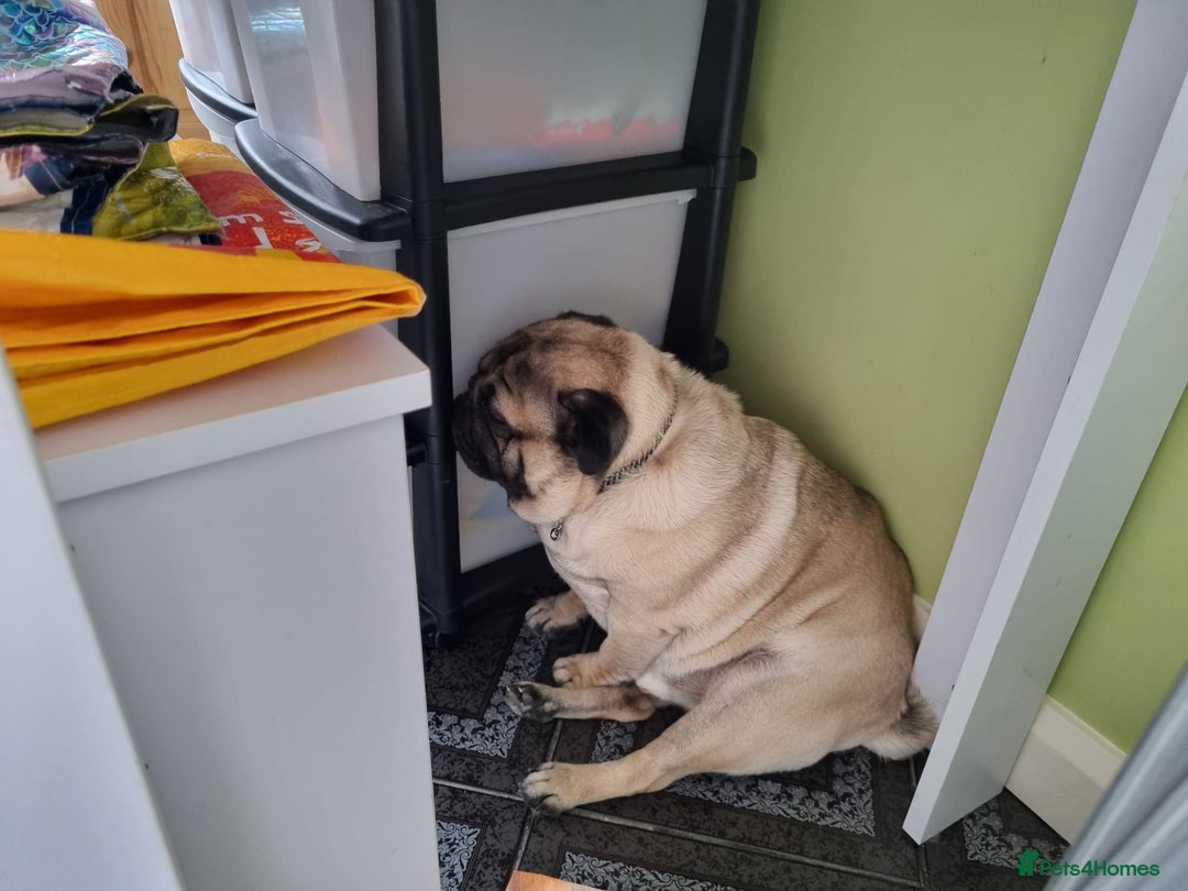 Pug dogs for sale: Beautiful male pug 💙🩵 - Advert 8