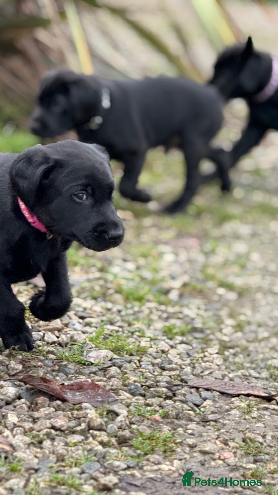 Labrador Retriever dogs for sale: Labrador Puppies  - Advert 36