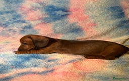 Dachshund dogs for sale: Ready to leave Miniature Dachshund Puppies  - Image 5