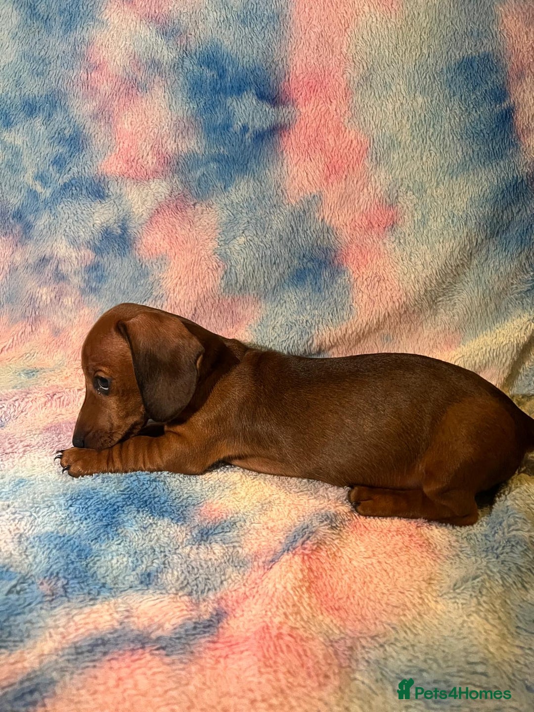 Dachshund dogs for sale: Ready to leave Miniature Dachshund Puppies  - Image 5