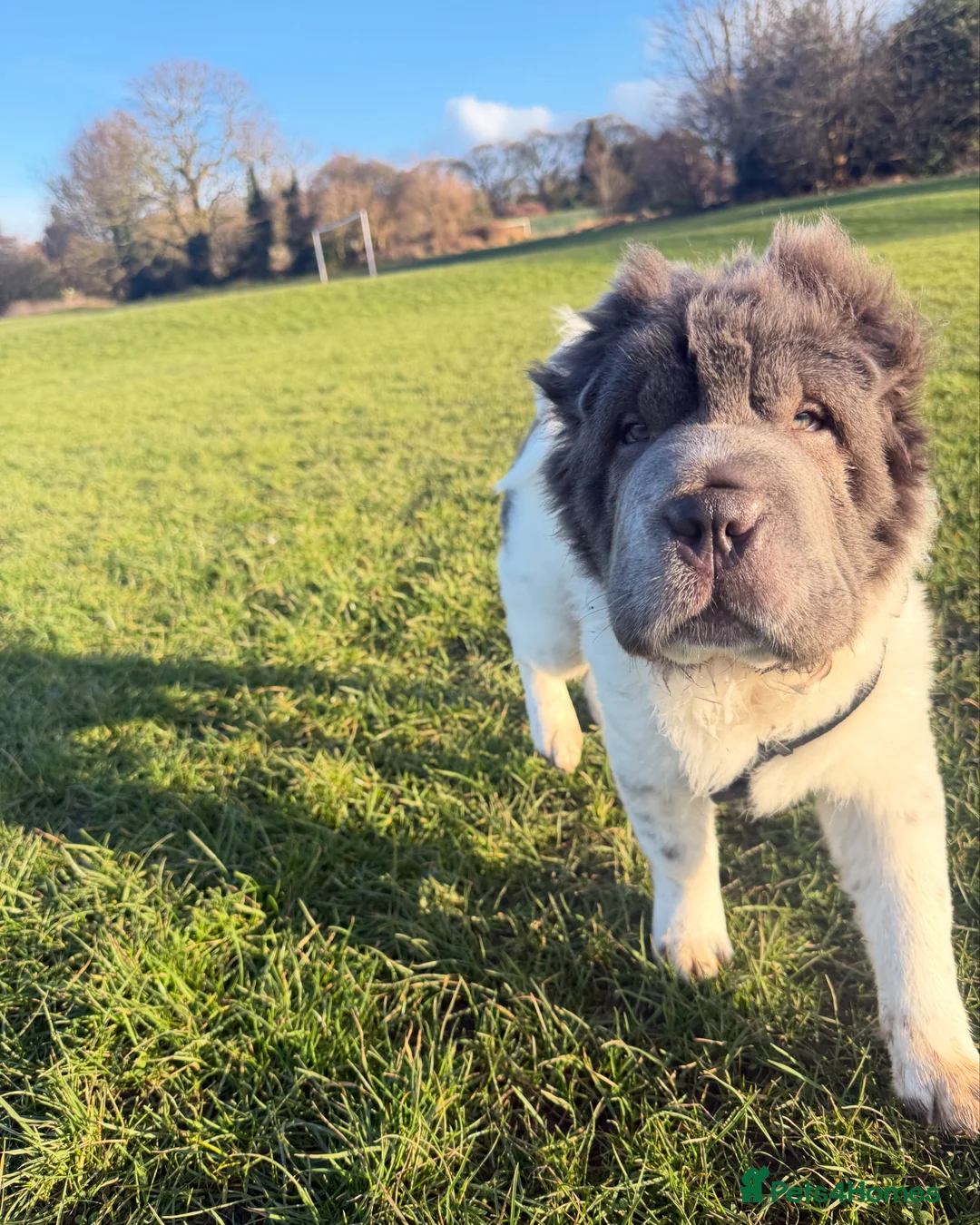 Shar Pei dogs for stud: Bear coat flowered Shar Pei STUD - Advert 7