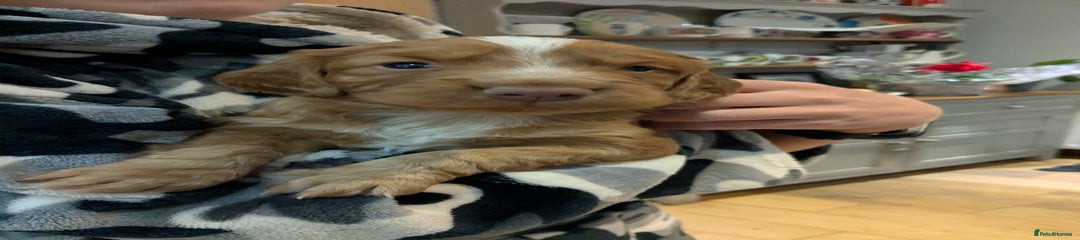 Cocker Spaniel Puppy 1