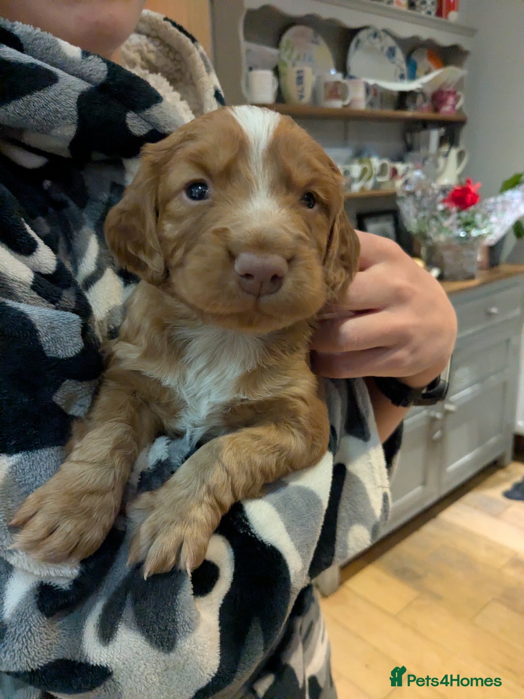 Cocker Spaniel dogs for sale: Working Cocker Spaniel Puppies needing loving home - Advert 4