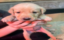 Labrador Retriever dogs for sale: Stunning lab litter  - Image 2