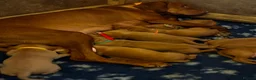 Hungarian Vizsla dogs for sale: 5* HUNGARIAN VIZSLA PUPPIES KC REGISTERED  - Advert 12