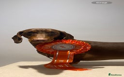 Dachshund dogs for sale: Waiting list now open - Image 6