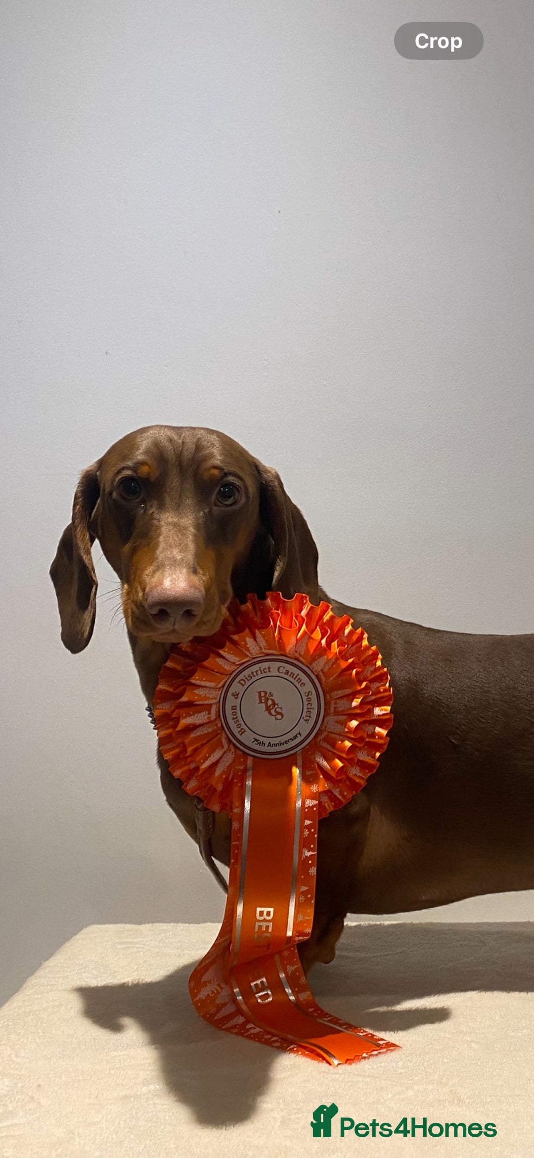 Dachshund dogs for sale: Waiting list now open - Image 6