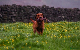 Mixed Breed dogs for sale: Labrador X German Wire Haired Pointer  - Image 4
