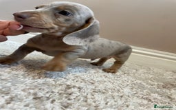 Miniature Dachshund dogs for sale: KC Registered Miniature Dachshund - 2 Boys Left! - Image 18