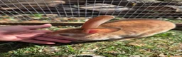 Rex rabbits for sale: Mini rex  - Advert 17