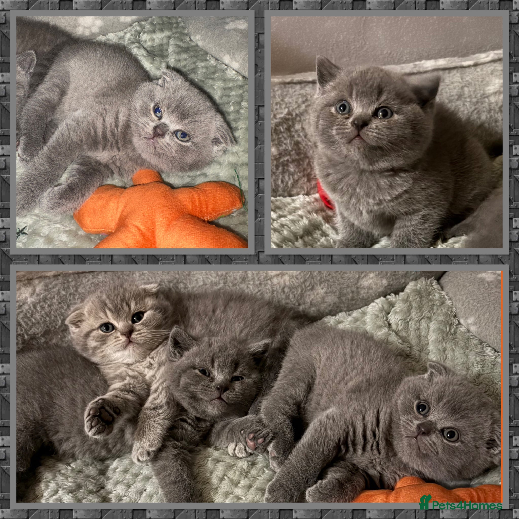 Scottish Fold cats Scottish fold kittens  - Advert 8