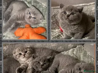 Scottish Fold cats Scottish fold kittens - Advert 8