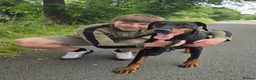 Dobermann dogs for sale: X4 Beautiful female pups available  - Advert 4