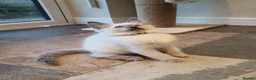 Ragdoll cats for sale: 💕Beautiful GCCF Registered Ragdoll Kittens. - Advert 15