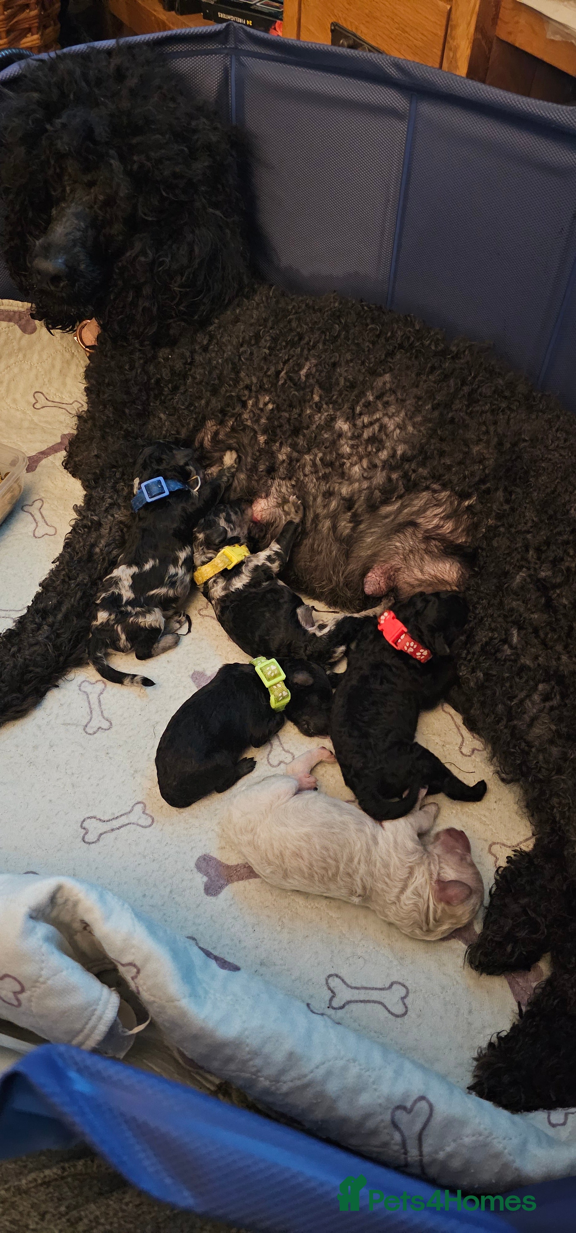 Miniature Poodle dogs stunning Miniature poodle puppies - Advert 1