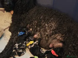 Miniature Poodle dogs for sale: stunning Miniature poodle puppies - Advert 2