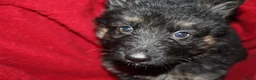 German Shepherd dogs for sale: German shepard puppies long haired  - Advert 3