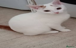 Turkish Van cats for sale: Turkish van male kitten  - Image 5