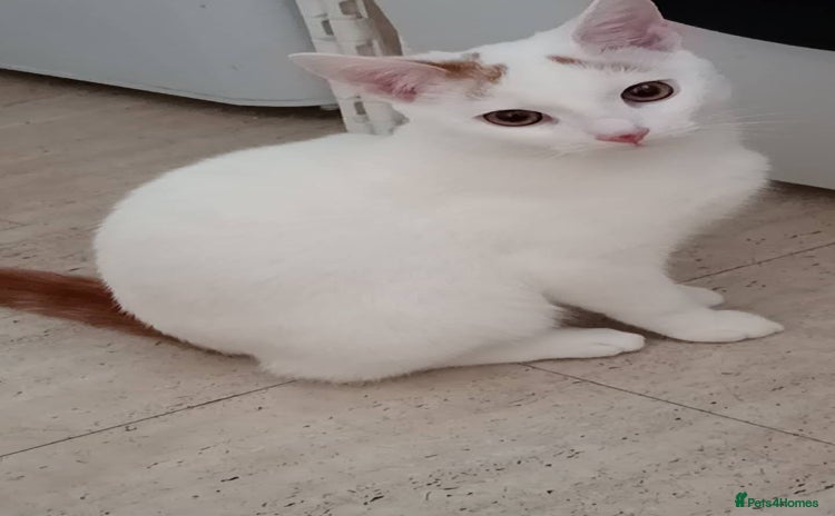 Turkish Van cats Turkish van male kitten  - Advert 1