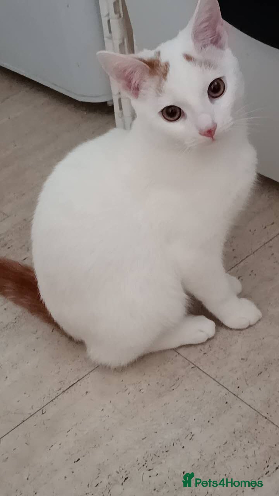 Turkish Van cats for sale: Turkish van male kitten  - Image 5