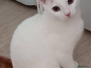 Turkish Van cats Turkish van male kitten - Advert 1