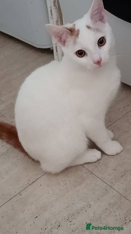 Turkish Van cats Turkish van male kitten - Advert 1