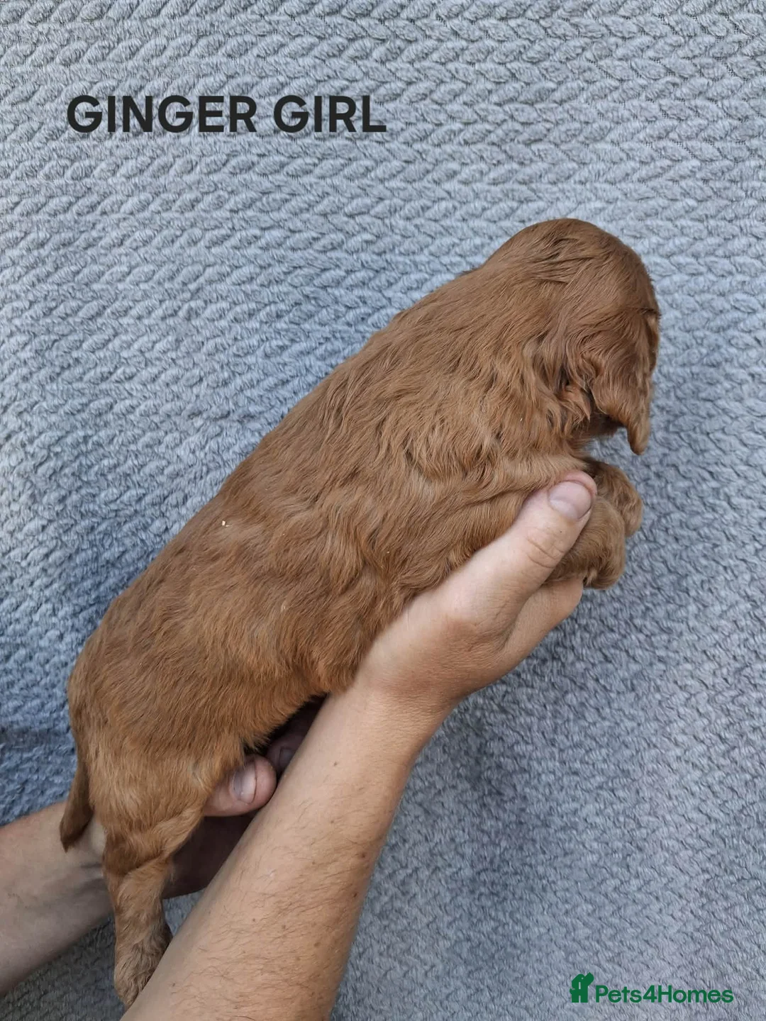 Cockapoo dogs for sale: F1 Cockapoo puppies - Advert 2