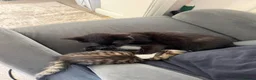 Mixed Breed cats for sale: Beautiful male kitten for sale - Advert 8