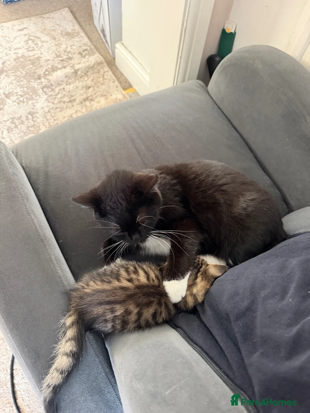 Mixed Breed cats for sale: Beautiful male kitten for sale - Advert 8