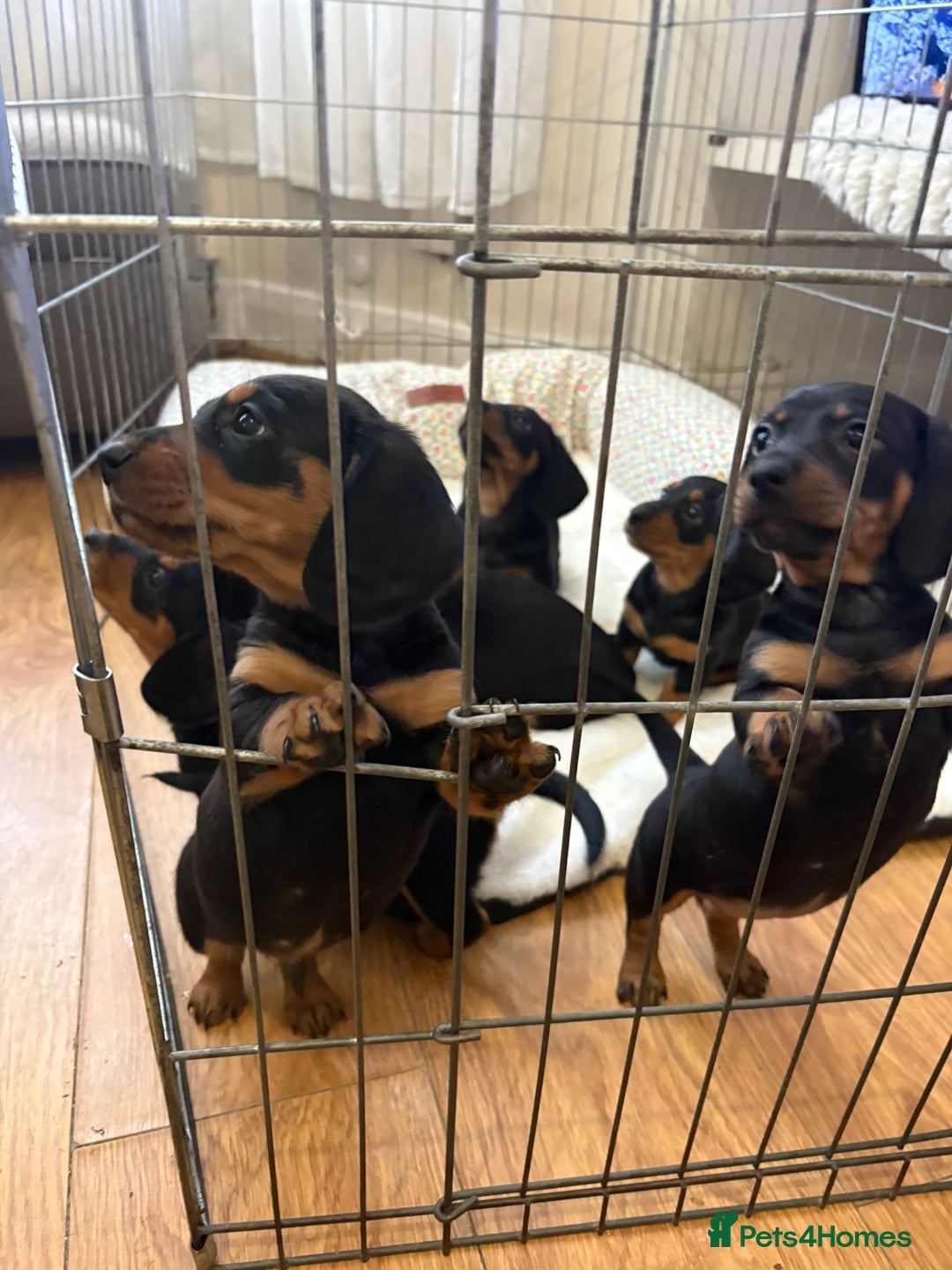 Dachshund dogs for sale: 6 beautiful dachshund puppies for sale 800 - Advert 5