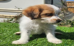 Mixed Breed dogs for sale: Mixed puppy’s  - Image 8