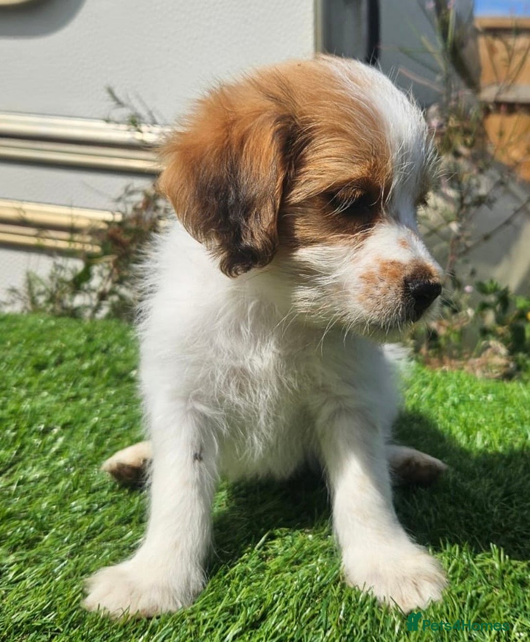Mixed Breed dogs for sale: Mixed puppy’s  - Image 8