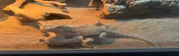 Bearded Dragon reptiles for sale: beared dragons  in Newcastle - Advert 2