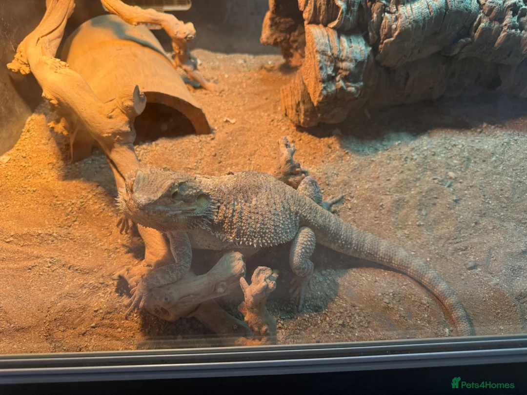 Bearded Dragon reptiles for sale: beared dragons  in Newcastle - Advert 2