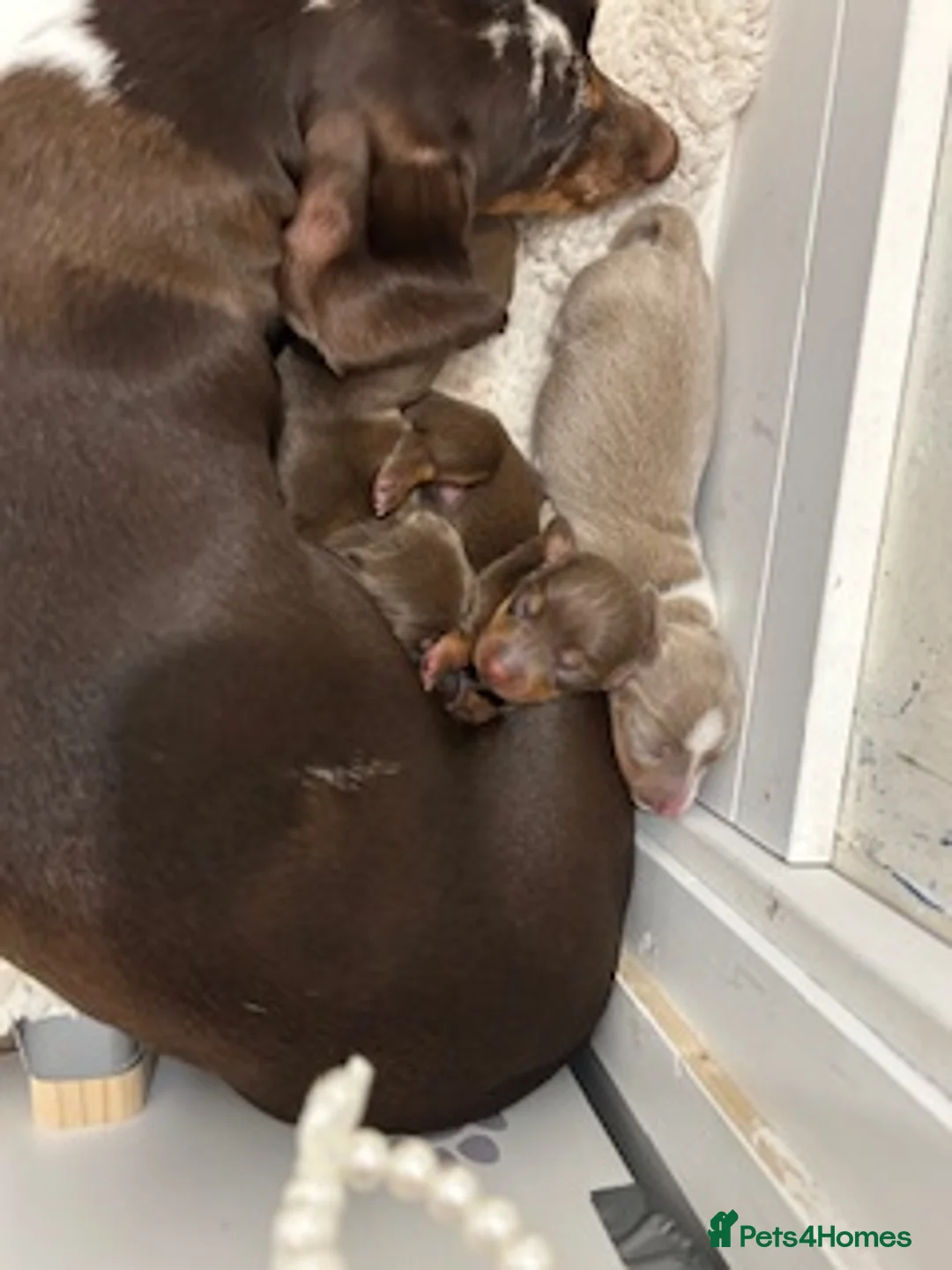 Miniature Dachshund dogs for sale: 4 beautiful miniature dachshund puppies - Advert 29